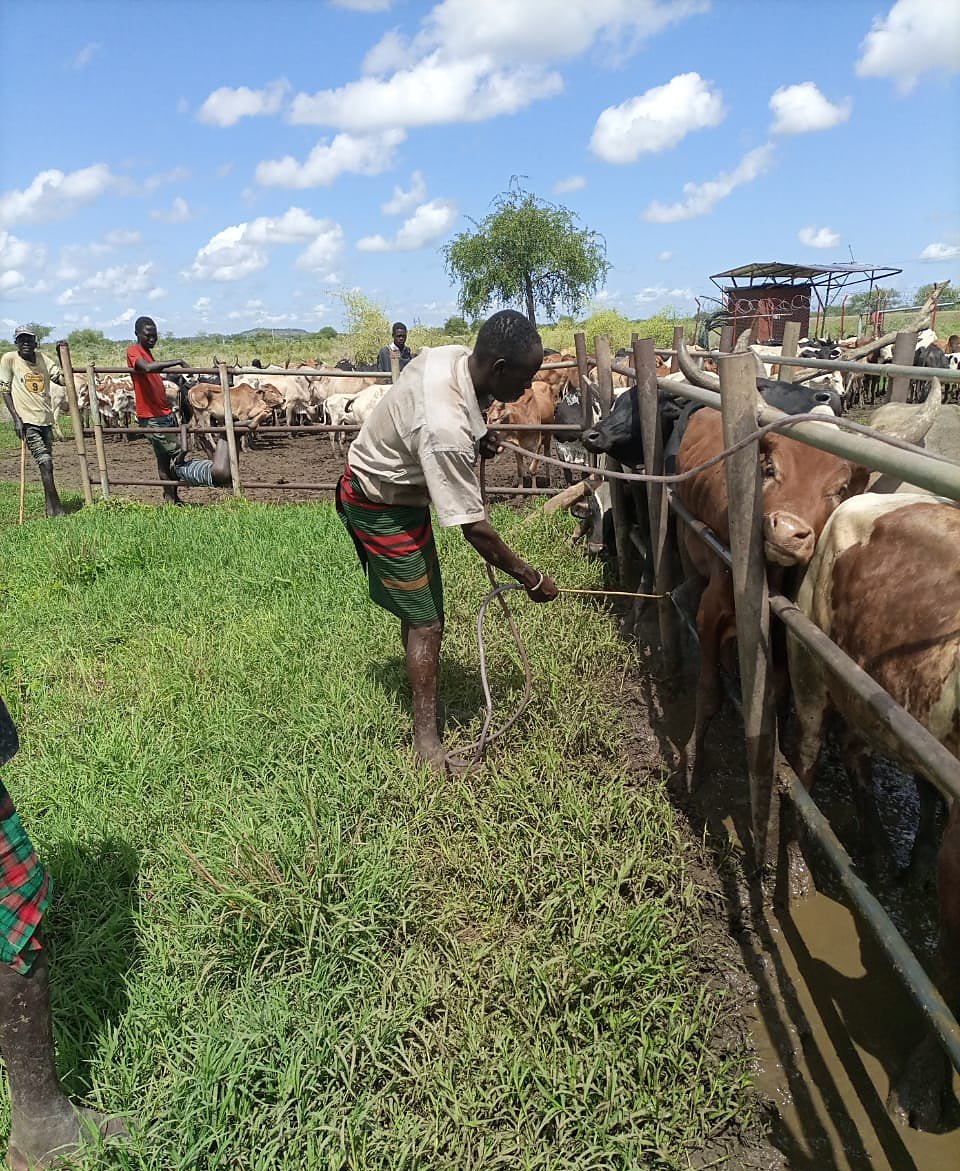 Caring for community herds