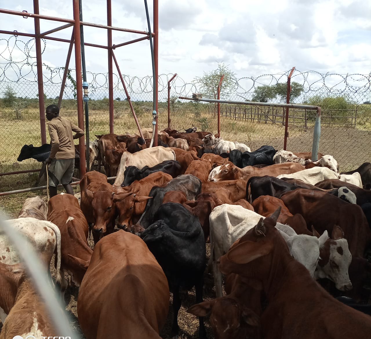 Livestock at the community water point