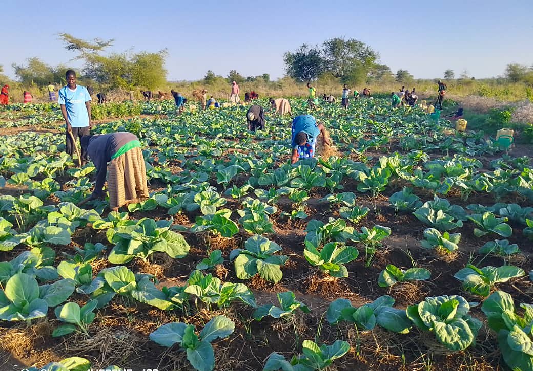 Tending a cabbage garden together