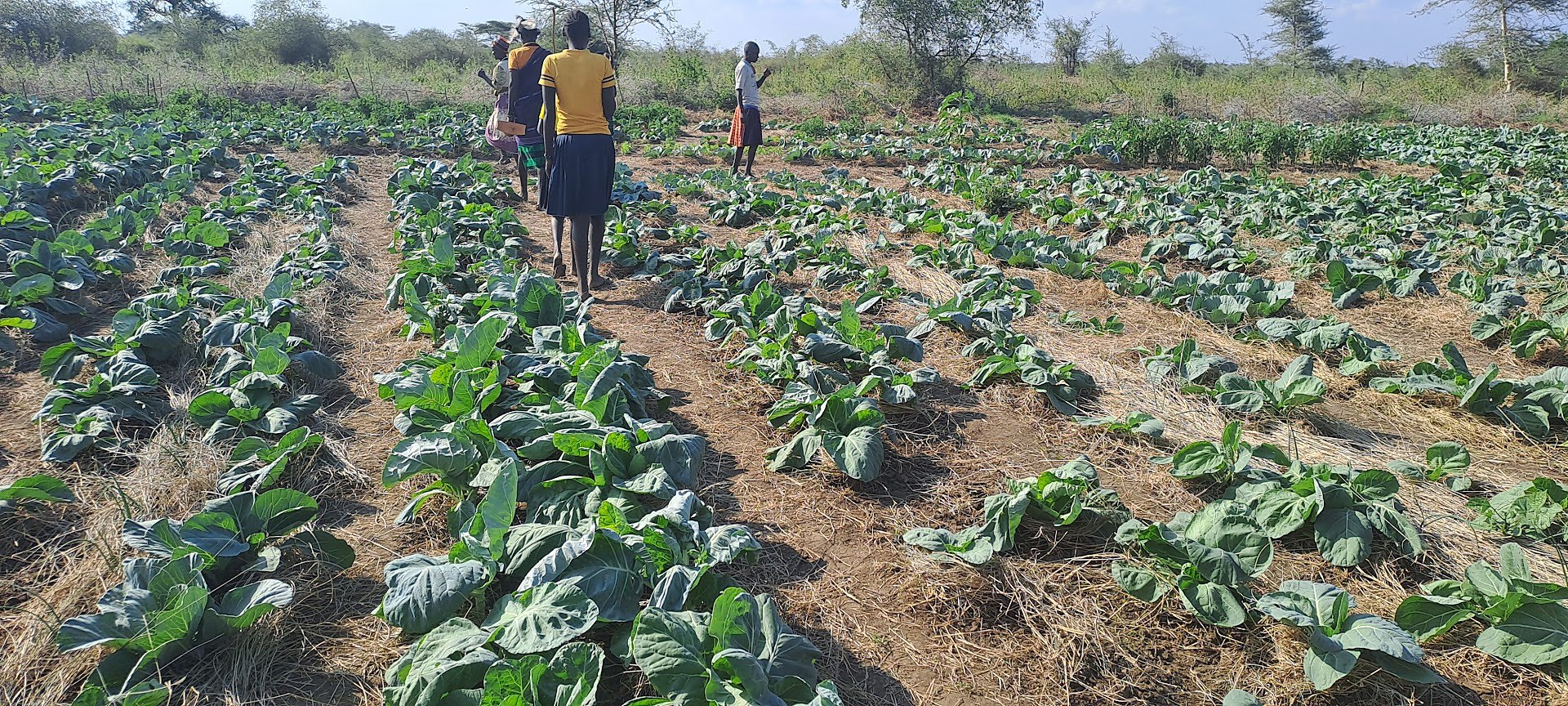 Women walking through a vegetable garden in Karamoja