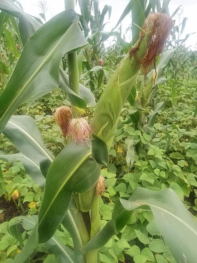 A healthy maize harvest