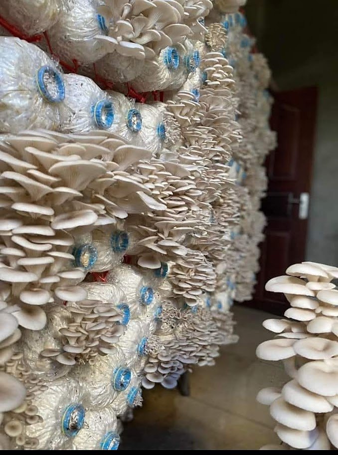 Oyster mushroom growing