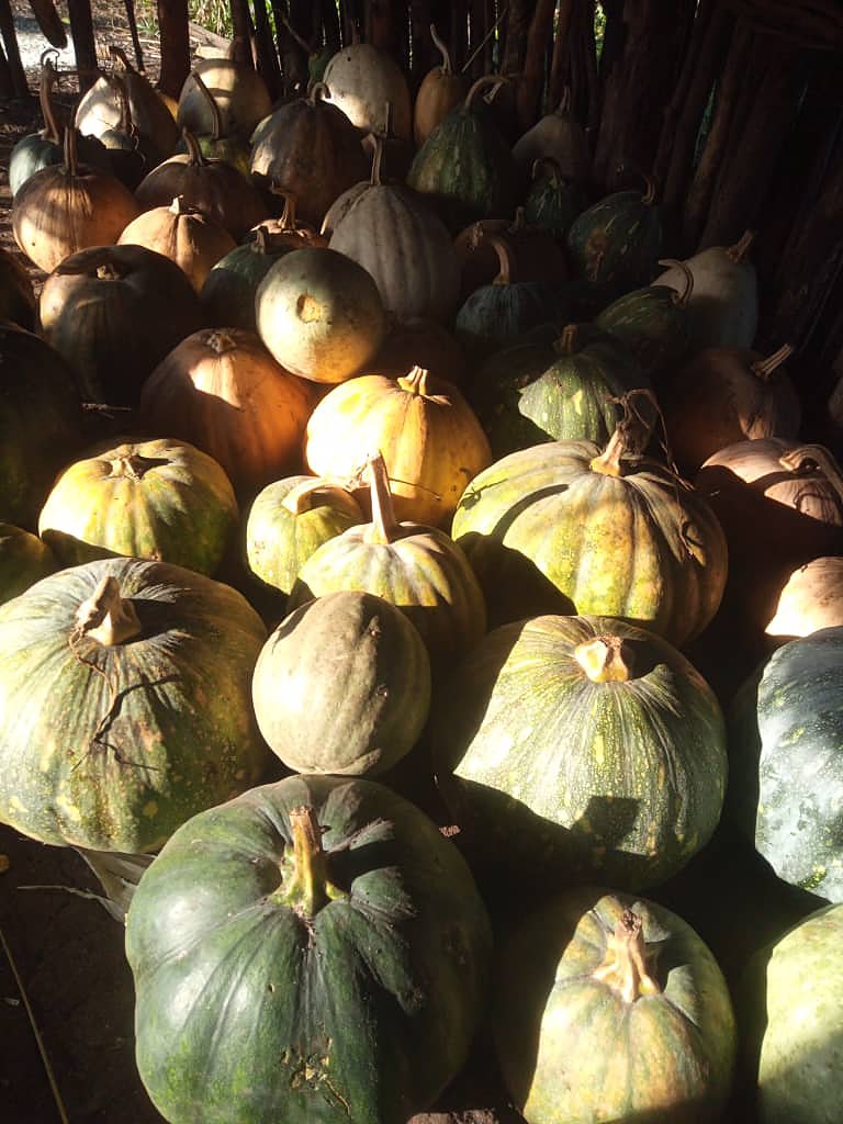 A store full of pumpkins
