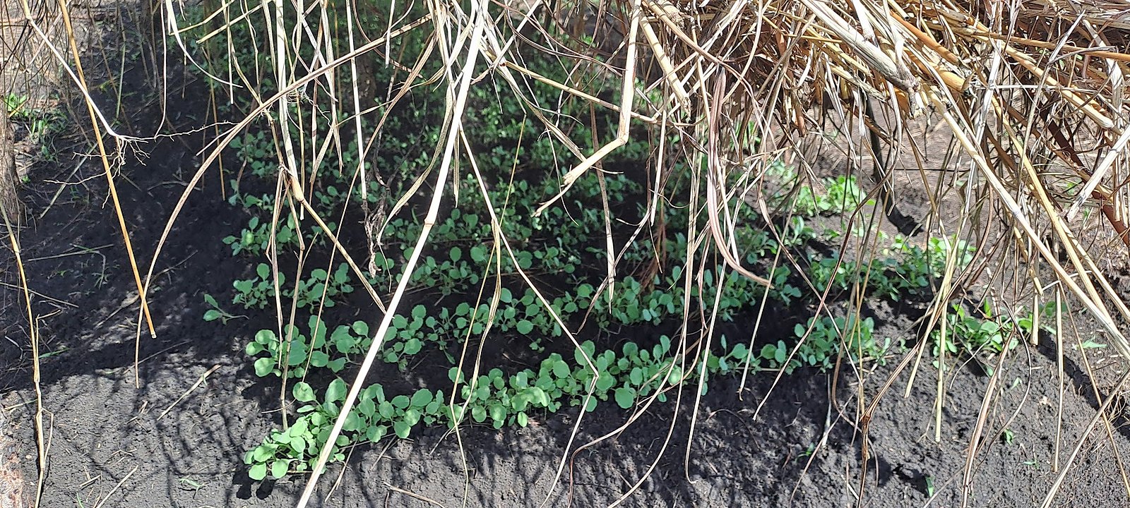 New seedlings taking root