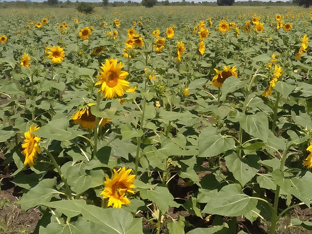 Sunflower fields in bloom