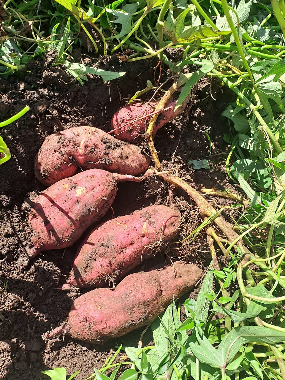 Sweet potato harvest