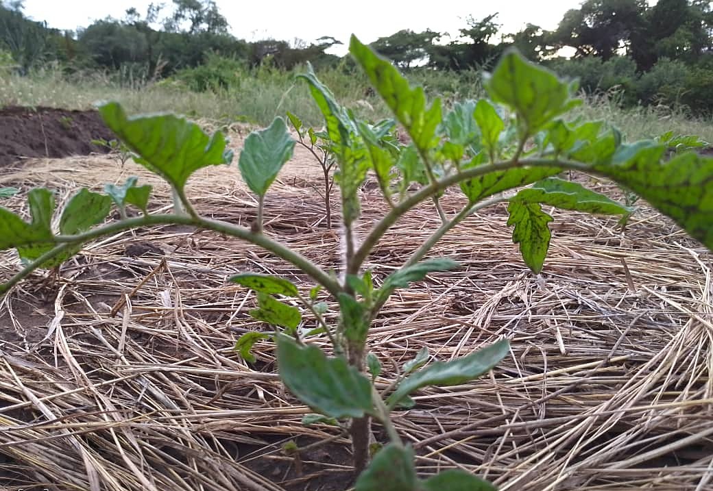 Young tomato plants