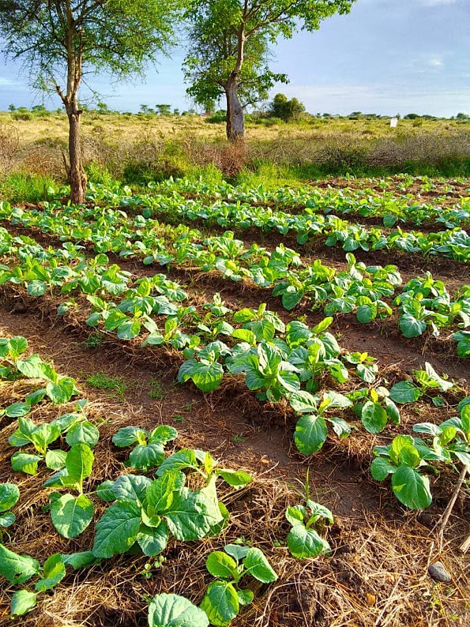 Rows of growing vegetables