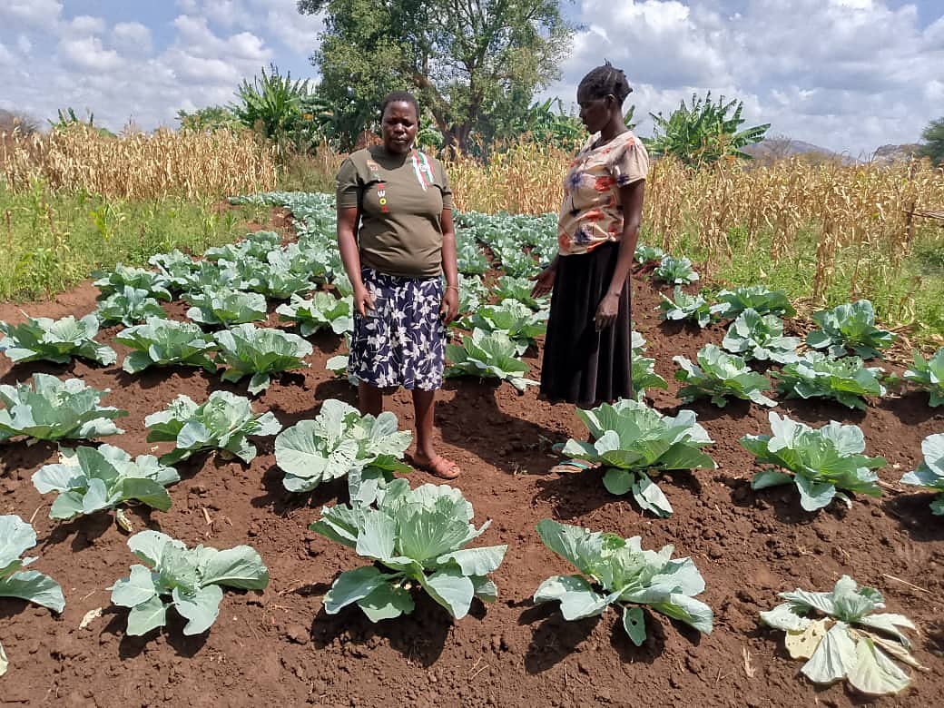 Women with their cabbage harvest